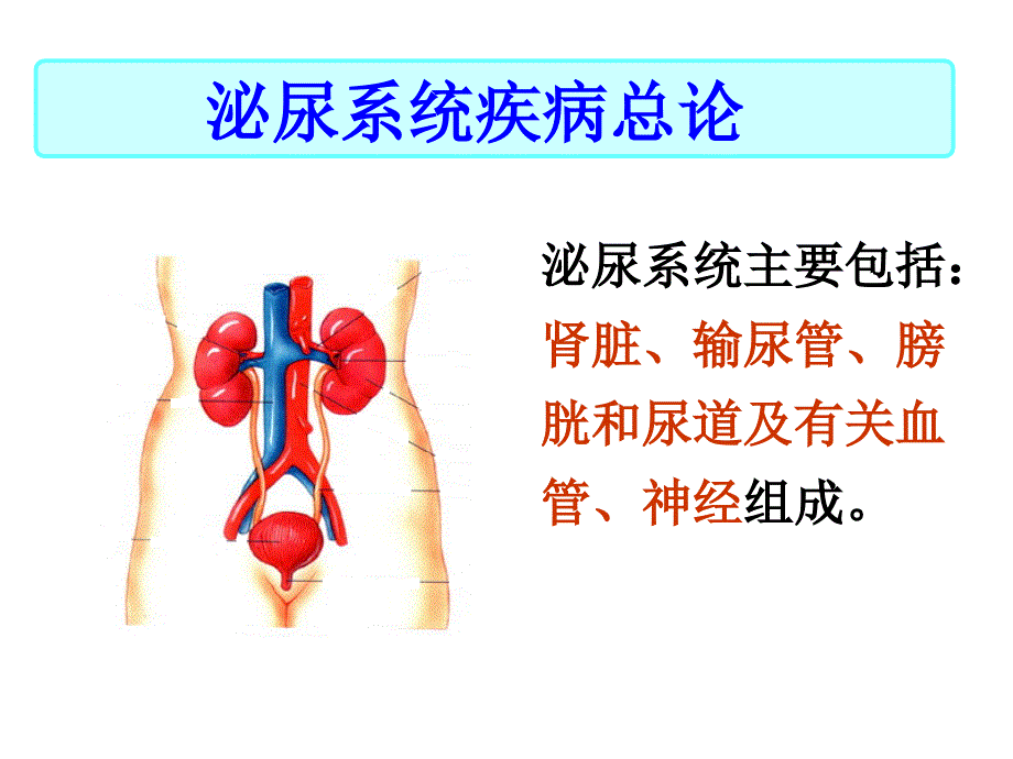 第一节泌尿常见症状_第3页