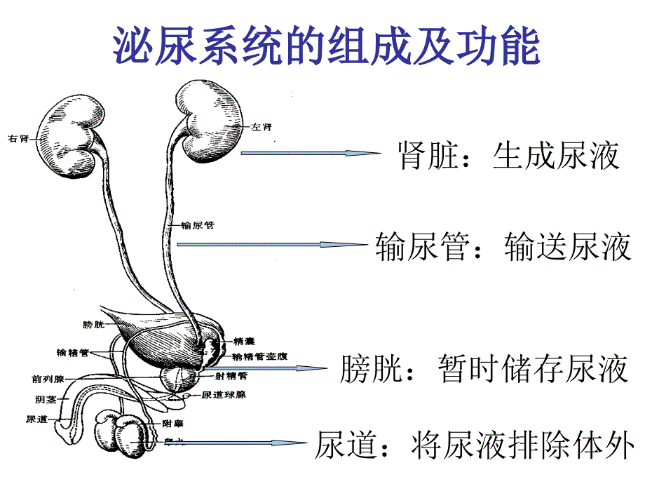 第一节泌尿常见症状_第4页