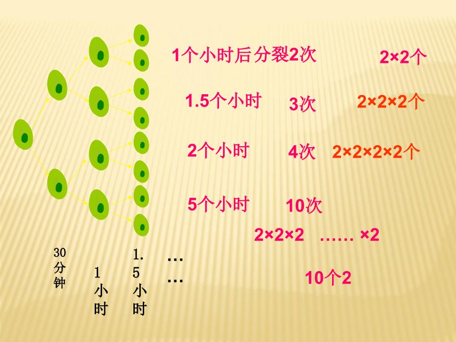 有理数的乘方ppt课件（华东师大版七年级上）_第4页