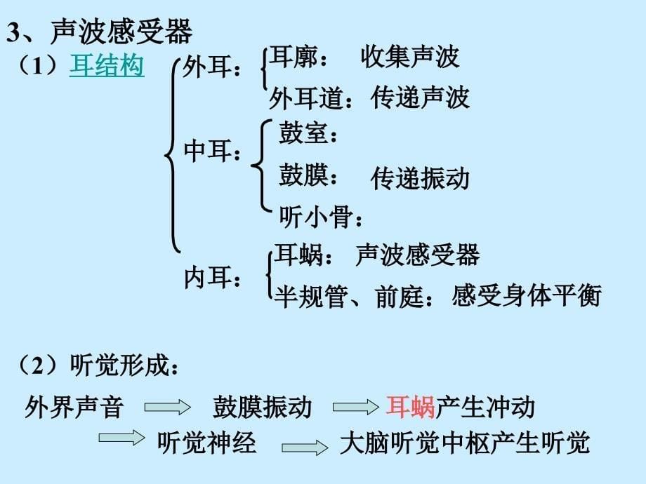 第1节动物体对外界信息的获取_第5页