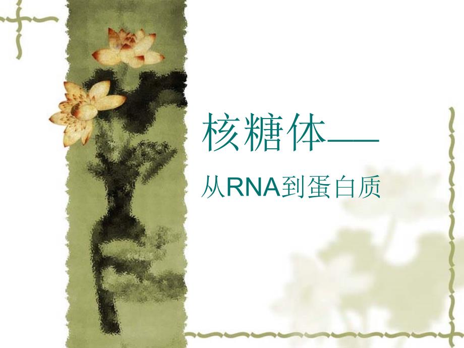 核糖体从RNA到蛋白质_第1页