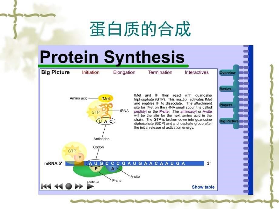 核糖体从RNA到蛋白质_第5页