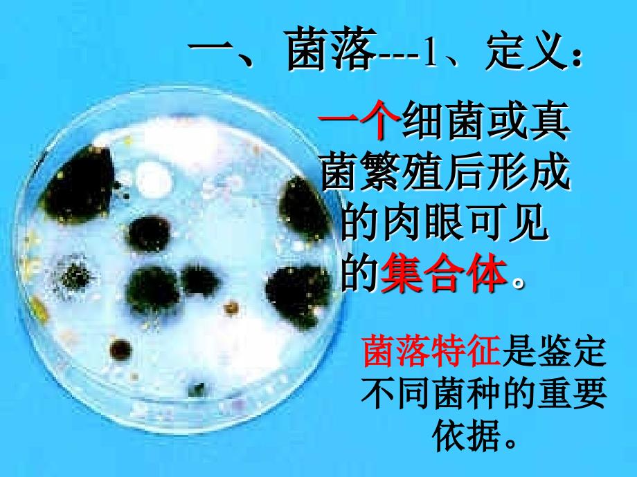 山东省八年级生物会考复习ppt课件：11细菌和真菌、病毒(人教版)_第2页