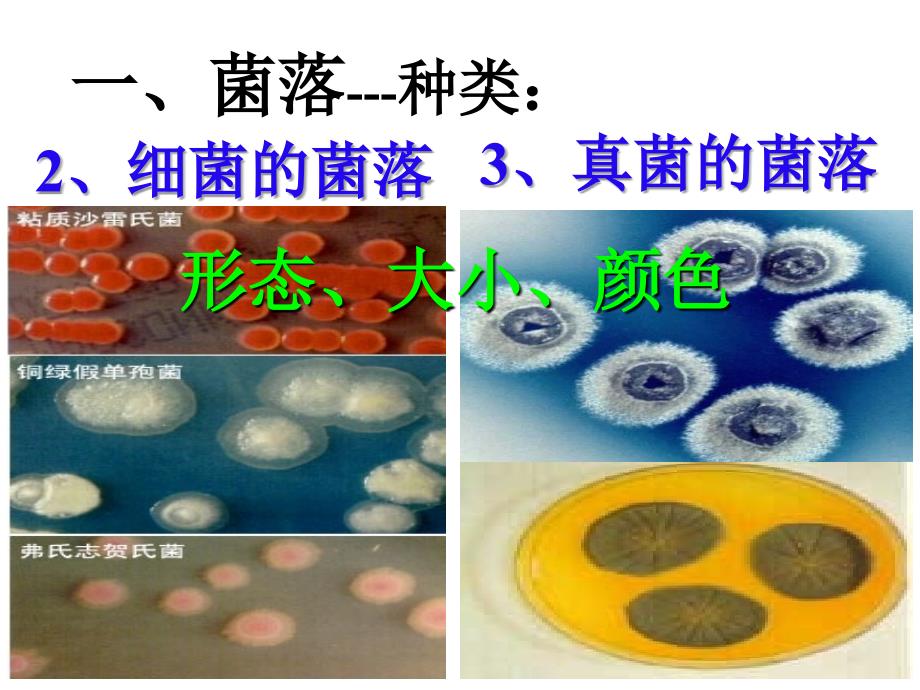 山东省八年级生物会考复习ppt课件：11细菌和真菌、病毒(人教版)_第3页