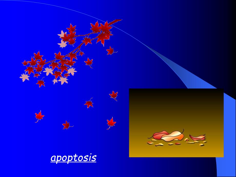 第八章 细胞凋亡 ppt课件_第4页