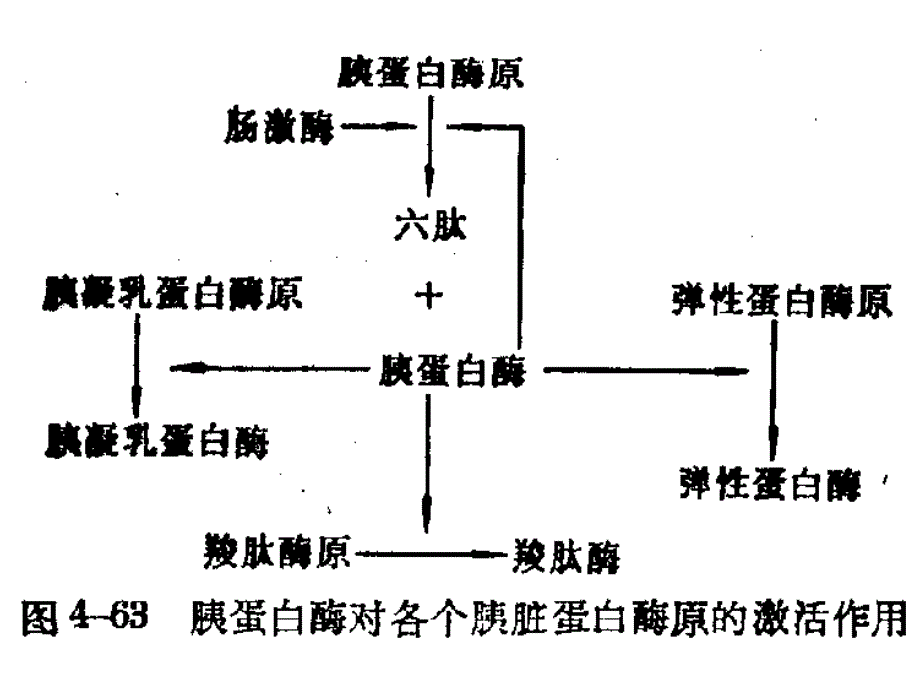 第十章蛋白质降解与氨基酸代谢_第3页