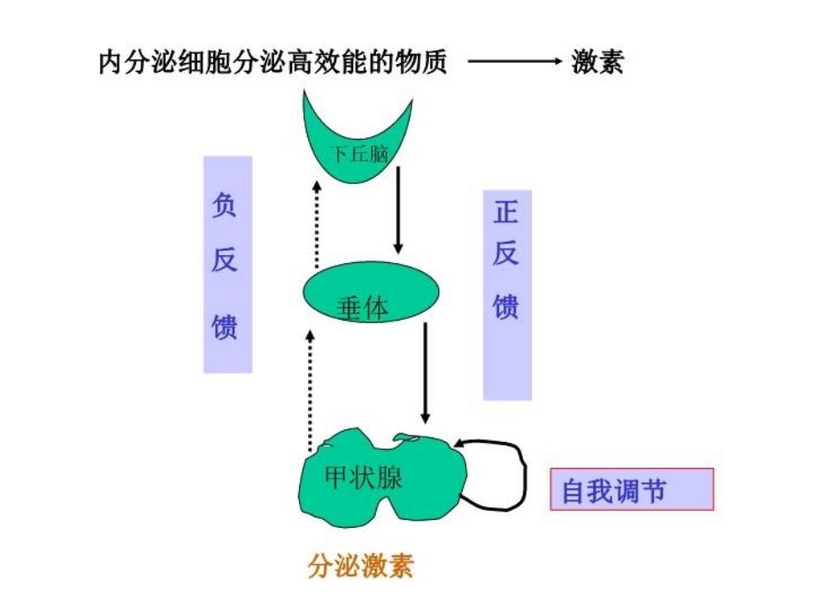 内分泌系统疾病1_第3页