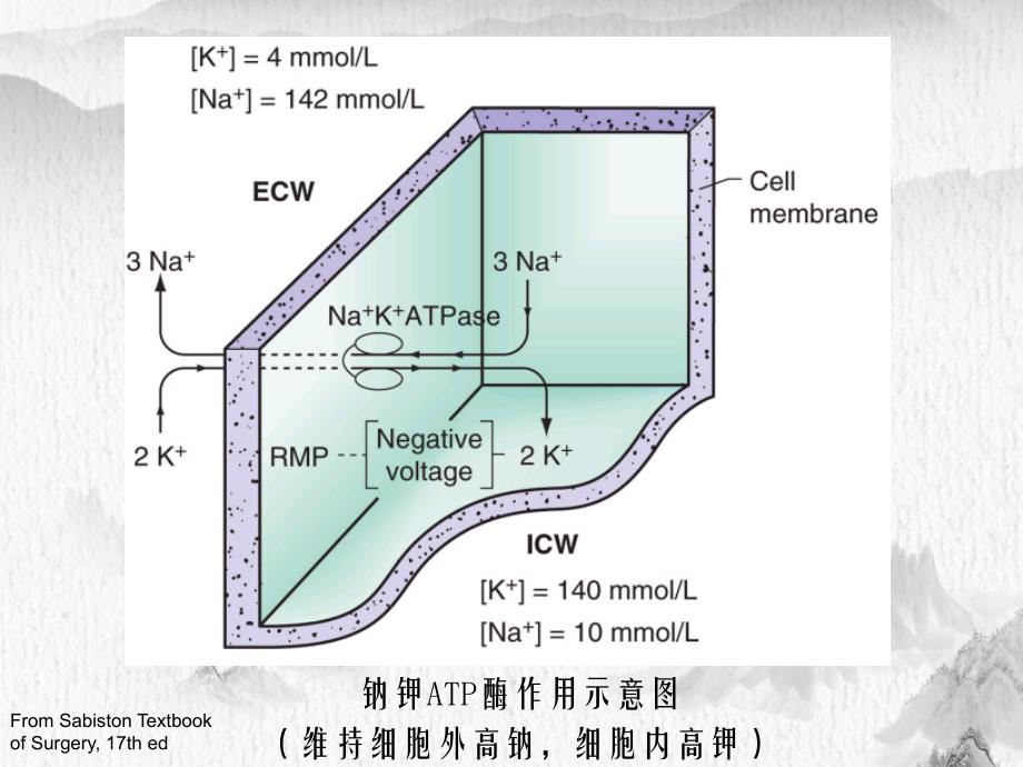 第6章外科水电解质和酸碱平衡失调_第4页