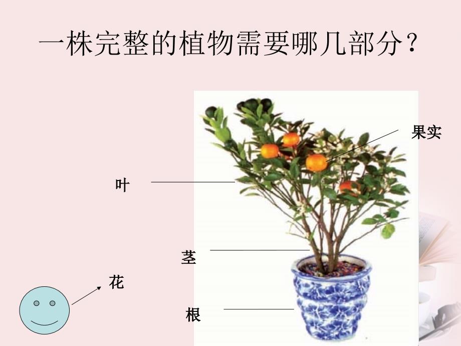 三年级科学下册_植物和我们_3课件_苏教版(1)_第2页