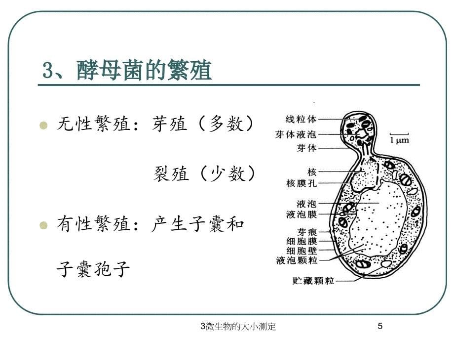 微生物的大小测定课件_第5页