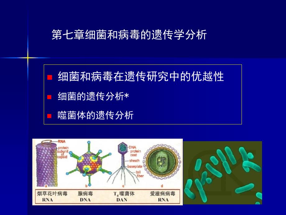 第八章：细菌和病毒的遗传学分析#高等教育_第2页