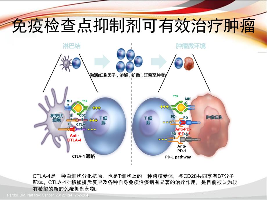 PD-1-PD-L1单抗抗肿瘤药应用_第4页