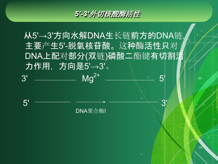 大肠杆菌DNA聚合酶1的作用与应用资料_第4页