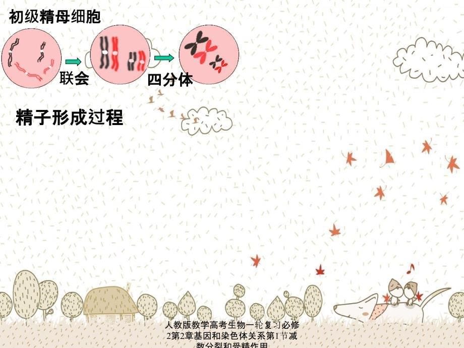 人教版教学高考生物一轮复习必修2第2章基因和染色体关系第1节减数分裂和受精作用_第5页