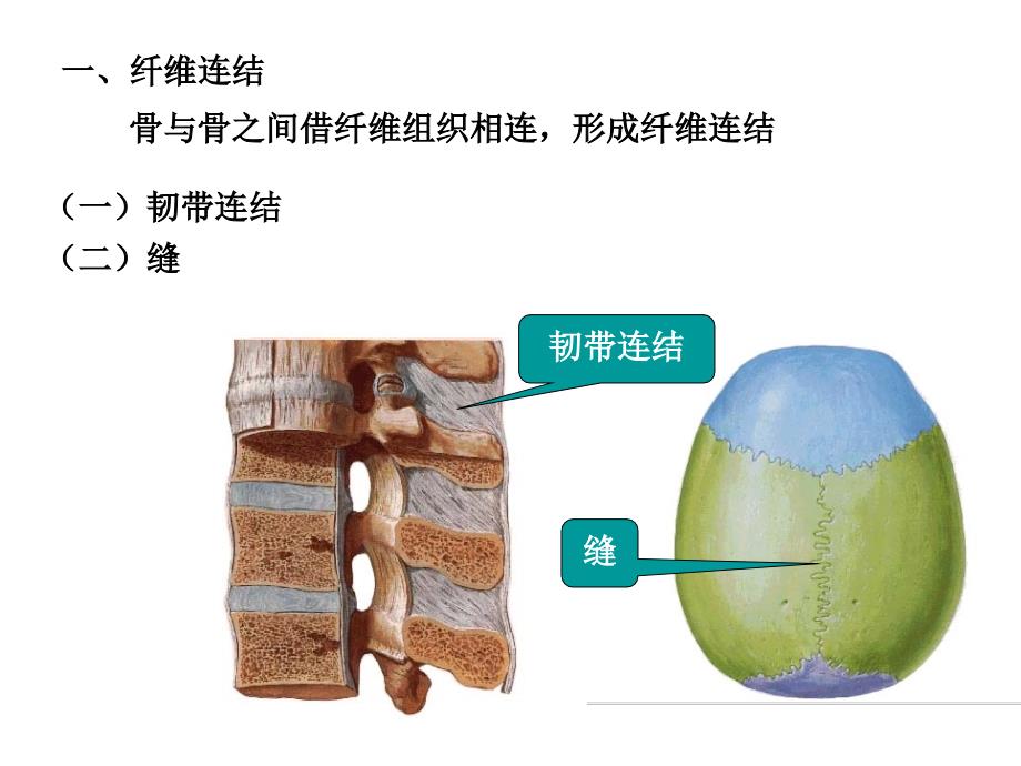 人体解剖学：02关节学_第3页