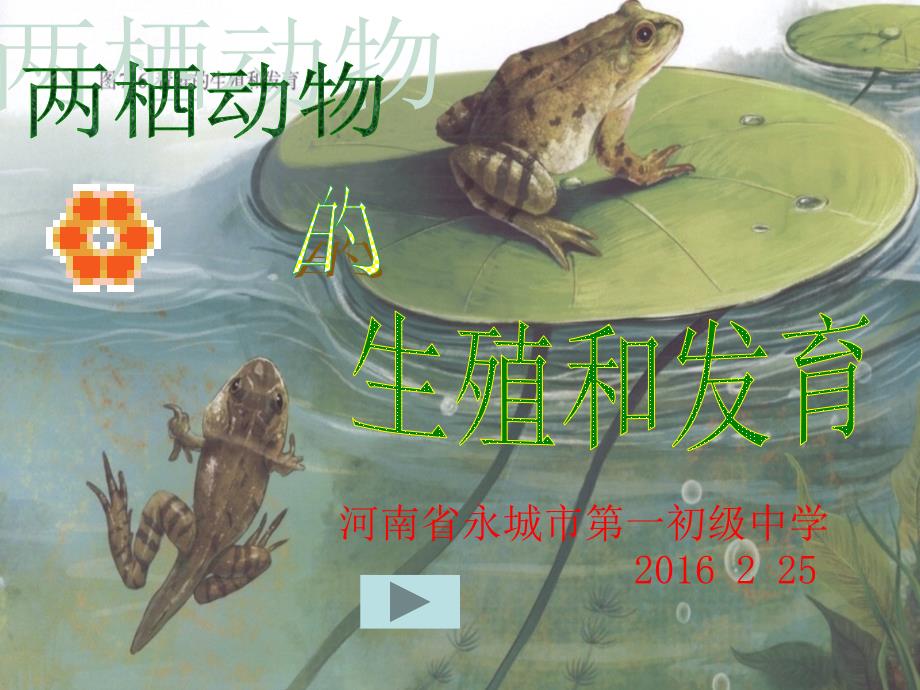 生物人教版八年级下册两栖动物的生长发育.ppt_第1页