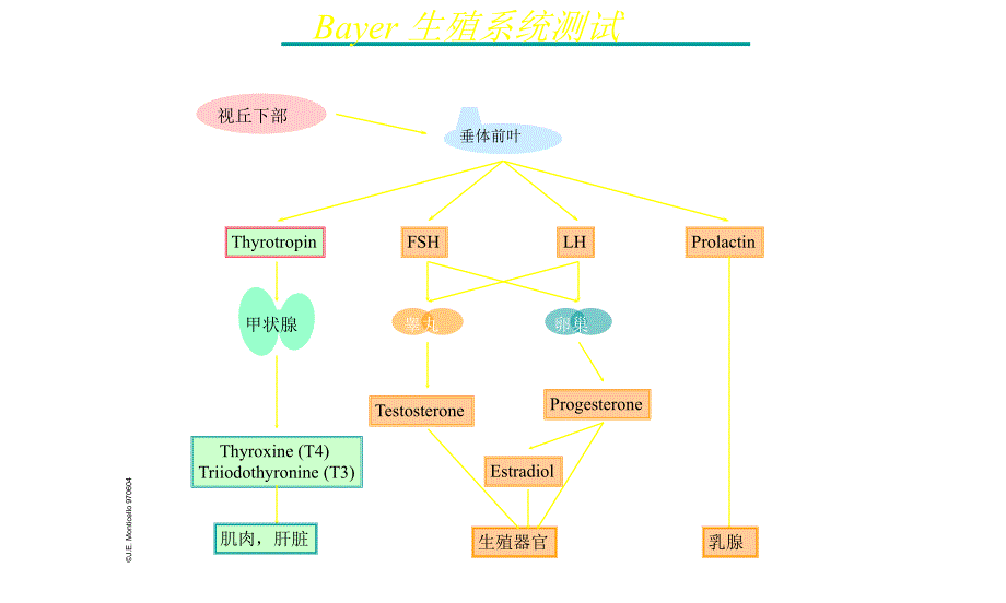 甲状腺激素的分泌_第3页