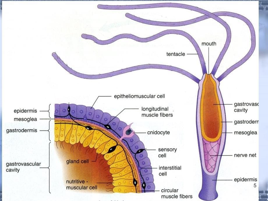 实验二水螅及其它腔肠动物_第5页