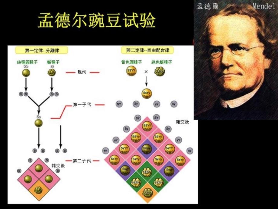 最新微生物遗传1PPT课件_第3页