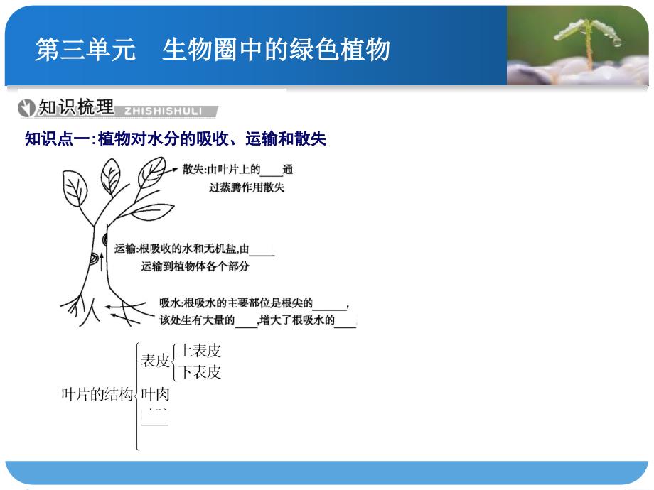 绿色植物的主要作用.ppt_第2页