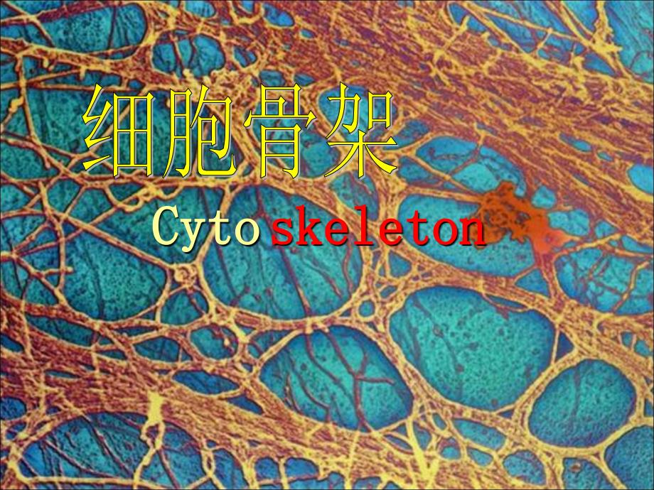 最新细胞骨架作用机理PPT文档_第1页