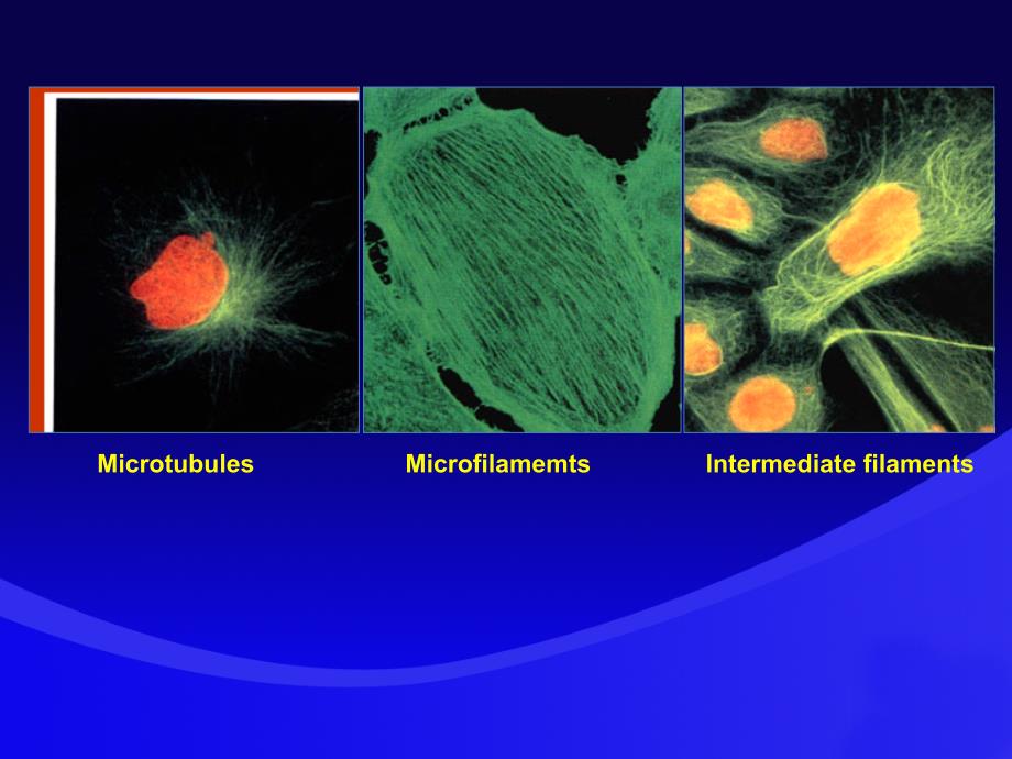 最新细胞骨架作用机理PPT文档_第3页