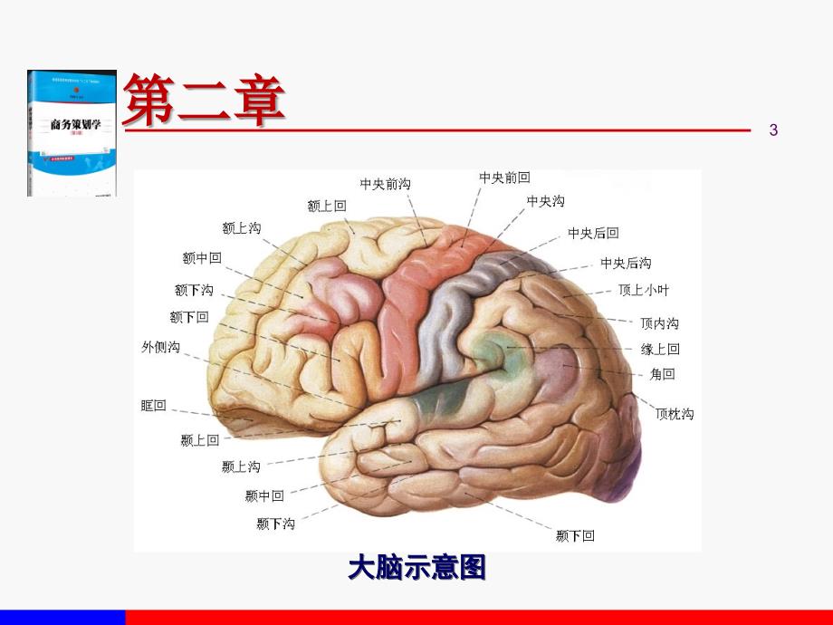 第二章人脑与思维_第3页