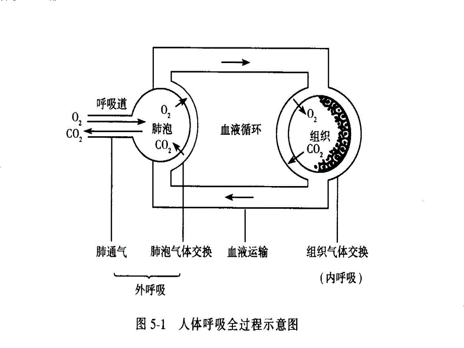 第五章呼吸系统机能分析_第3页