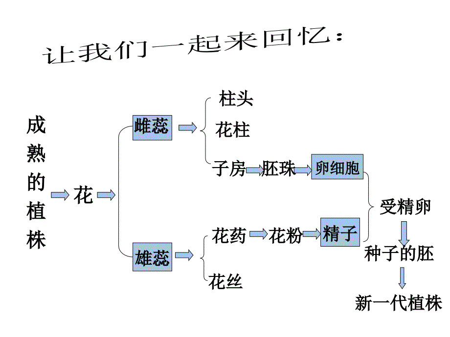 无性生殖的应用扦插和嫁接jiangke_第2页