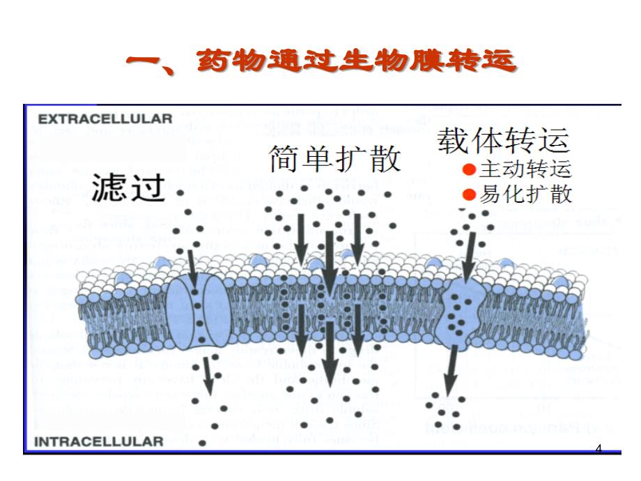 药理学药物代谢动力学课件_第4页