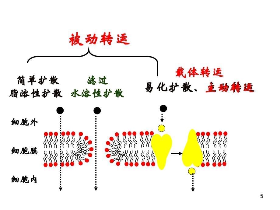 药理学药物代谢动力学课件_第5页