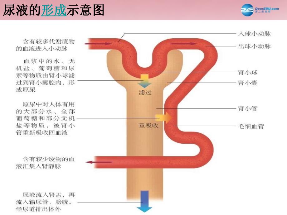 苏科初中生物八上《6.15.2 人体内废物的排出》PPT课件 (8)_第4页