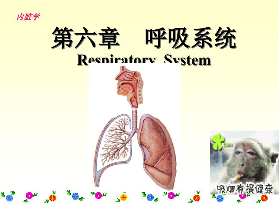 系统解剖学呼吸系统_第1页