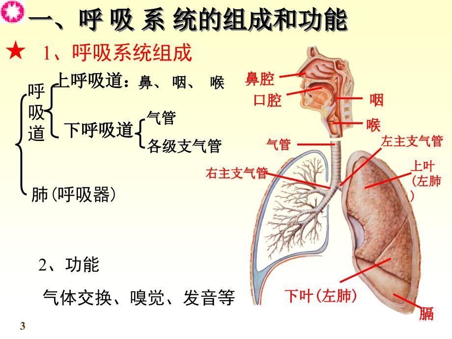 系统解剖学呼吸系统_第3页