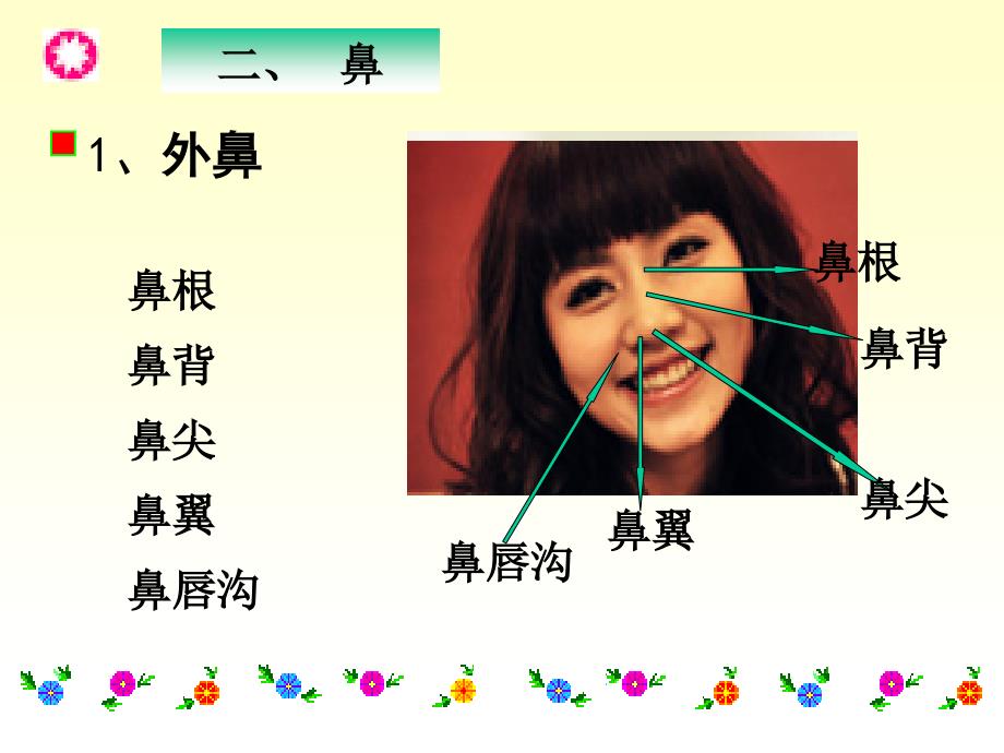 系统解剖学呼吸系统_第4页