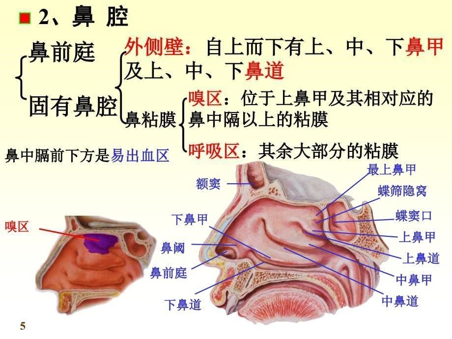 系统解剖学呼吸系统_第5页