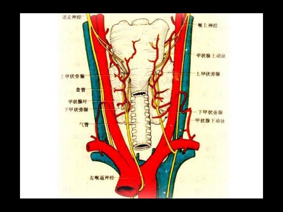 甲状腺Thyroid疾病PPT文档_第3页