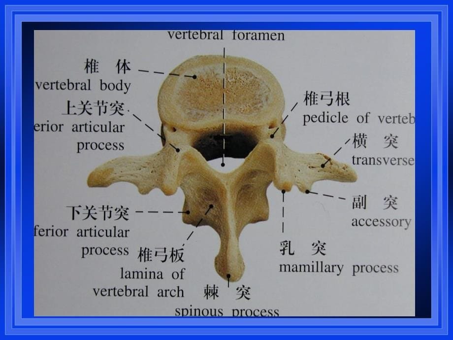 爱爱医资源腰腿疼痛 ppt课件_第5页