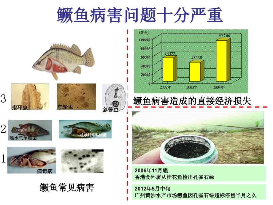 鳜鱼高效生态养殖技术ppt课件_第3页