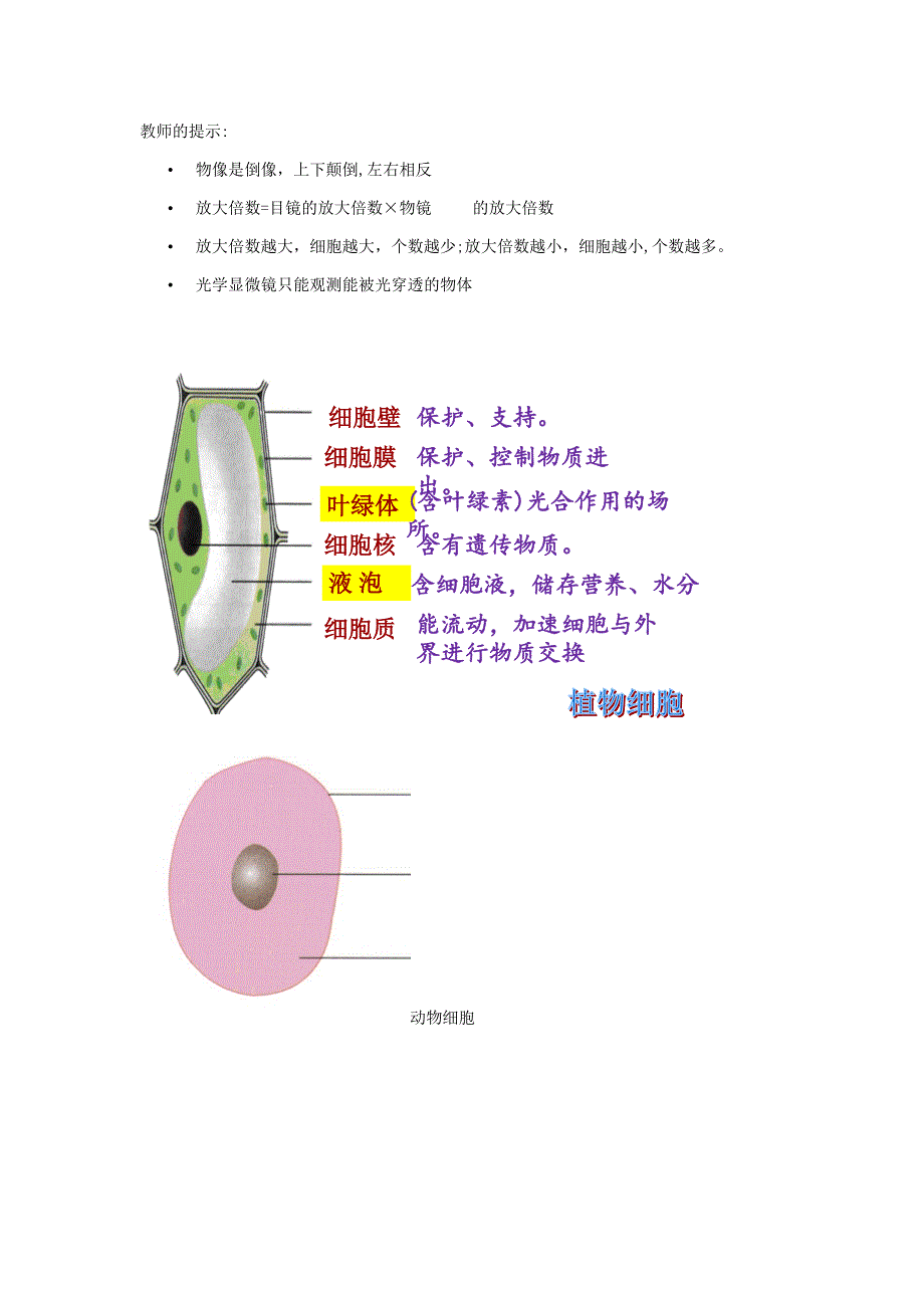 【最新】七年级生物上册211练习使用显微镜动物细胞教案新版新人教版092615_第3页