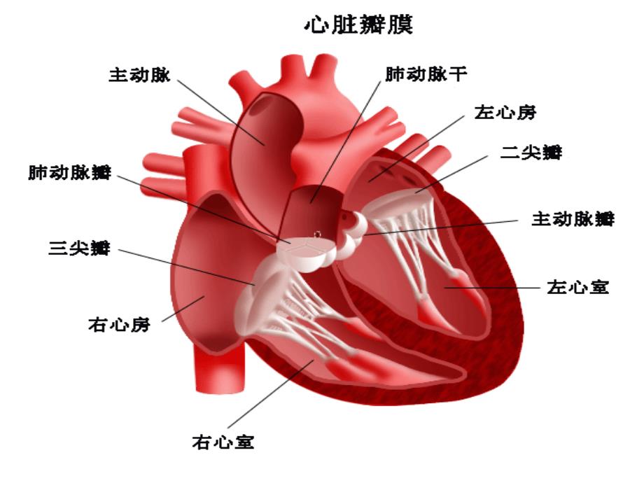 医学课件心脏病早期防治厦门长庚医院_第3页