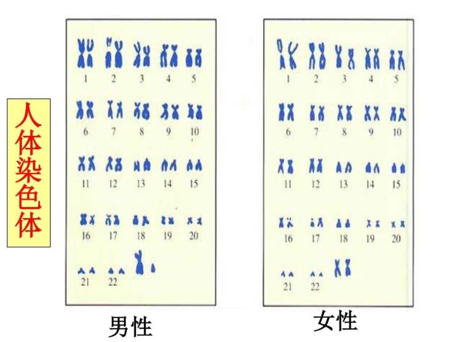 基因控制生物的性状图文1732598181_第1页