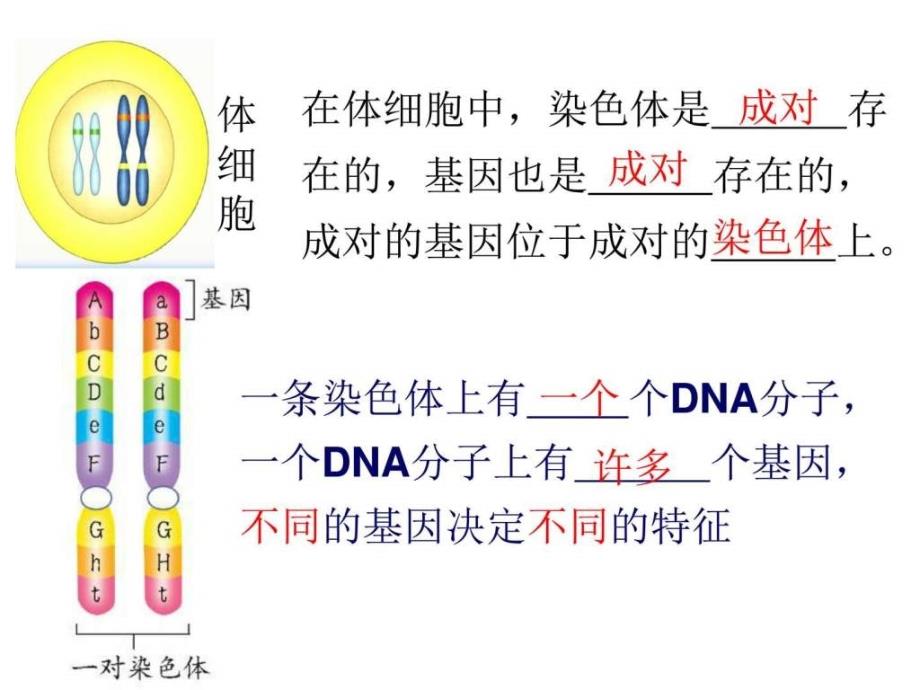 基因控制生物的性状图文1732598181_第2页