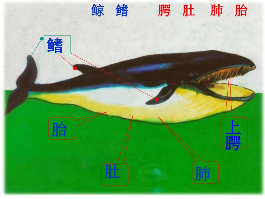 《鲸》修订版._第4页