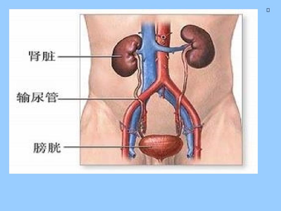 糖尿病与肾功能病变_第4页