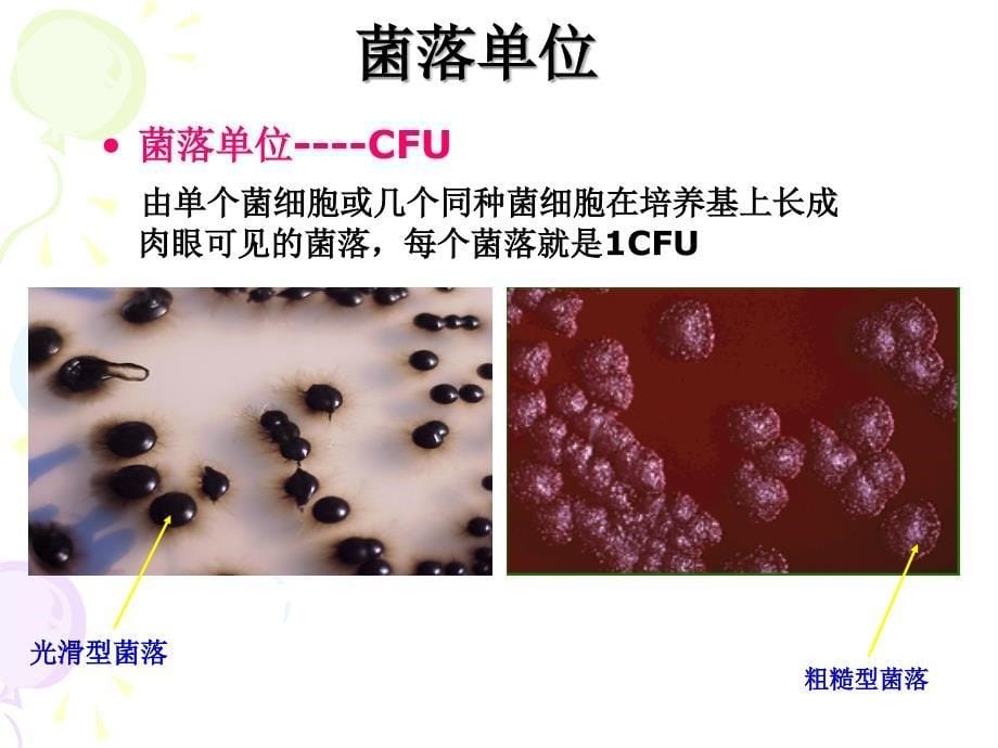 微生物基础知识培训初稿课件_第5页