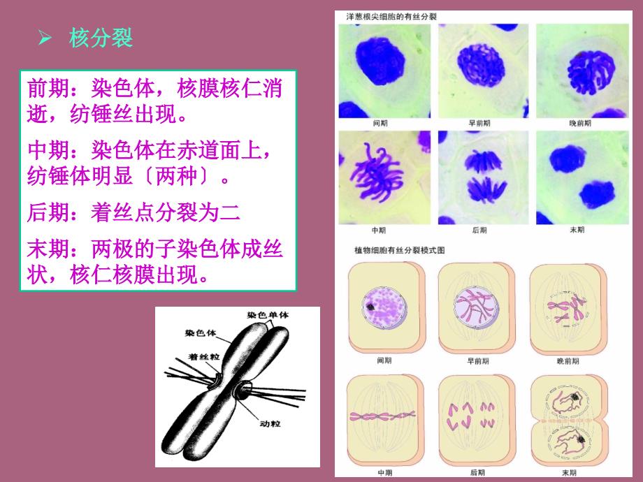 植物细胞和组织ppt课件_第3页