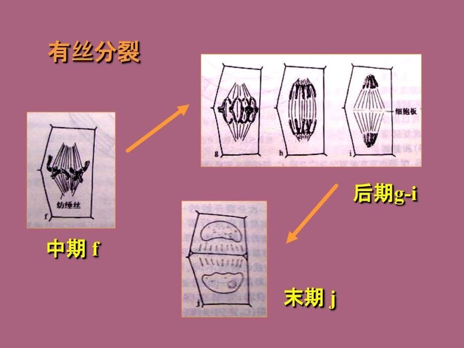 植物细胞和组织ppt课件_第5页