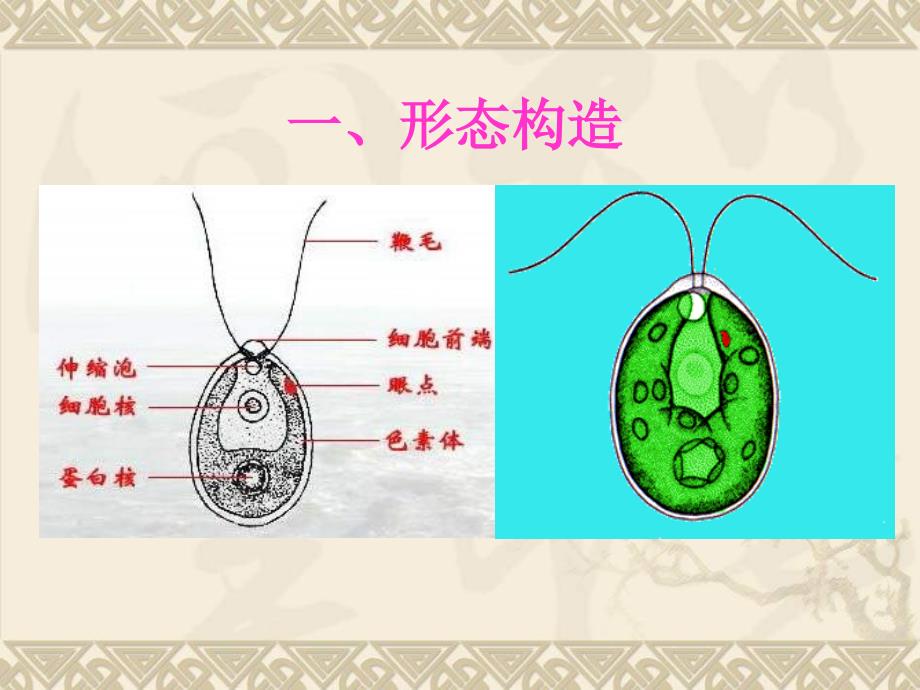 水生生物学第十章绿藻门_第3页