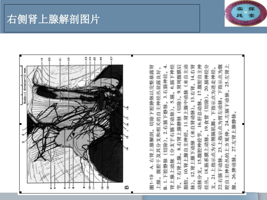 肾上腺的解剖与功能_第3页